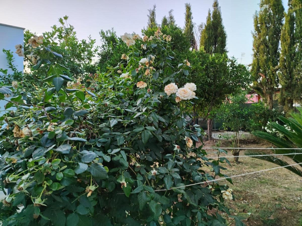 Filoxenia Di Umberto Casa de hóspedes Sássari Exterior foto
